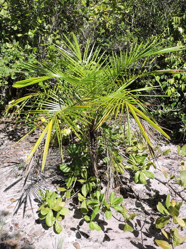 Syagrus schizophylla, photograph 2