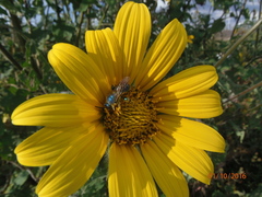 Paragapostemon coelestinus