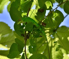 Anolis baracoae