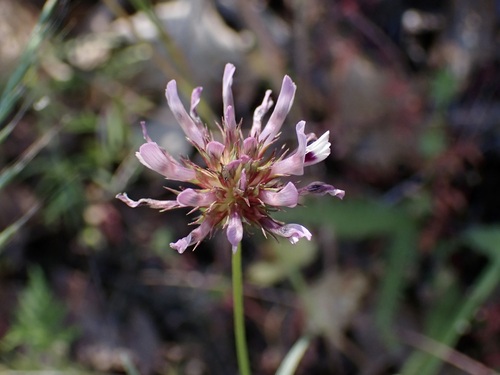 iNaturalist observation photo of tomcat clover