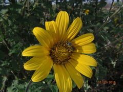 Paragapostemon coelestinus