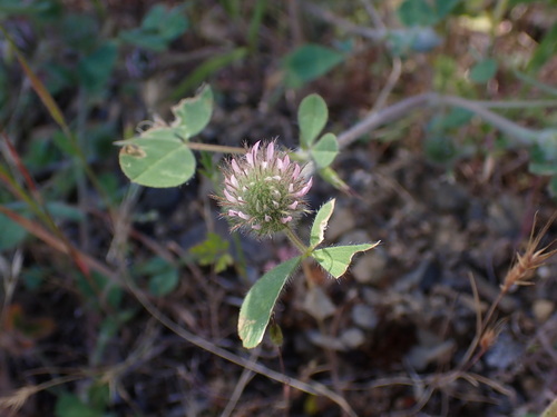 iNaturalist observation photo of Rose Clover