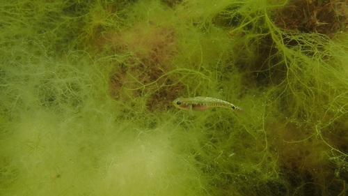 Two-spotted Goby, Den Osse, Schouwen-Duiveland, Nederland, photo 9 of 10