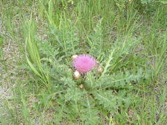 Cirsium drummondii
