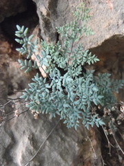 Argyrochosma limitanea