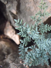 Argyrochosma limitanea