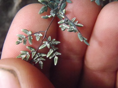 Argyrochosma limitanea