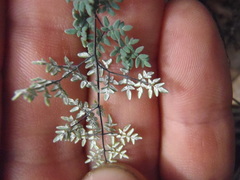 Argyrochosma limitanea