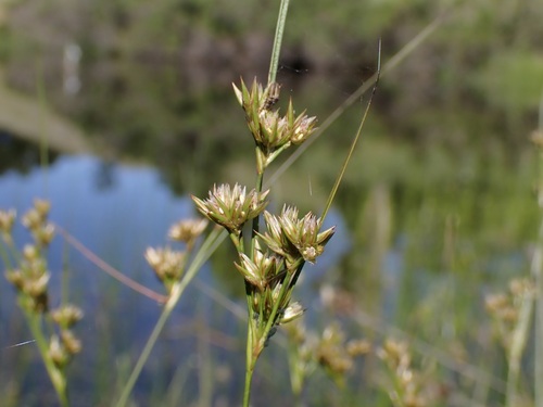 iNaturalist observation photo of western rush