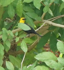 Chrysomus icterocephalus