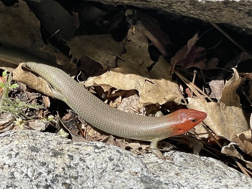 iNaturalist observation photo of Gilbert's Skink