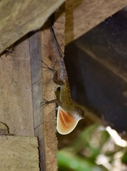 Anolis allogus