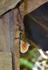 Anolis allogus