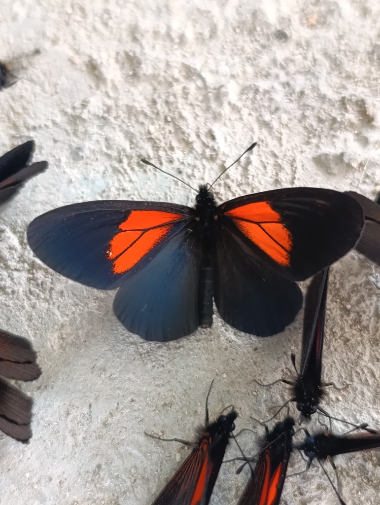 Actinote tenebrosa