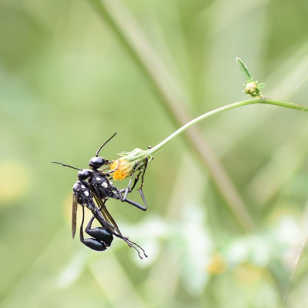 Gold-marked Thread-waisted Wasp