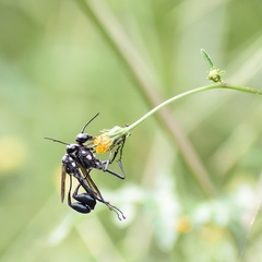 Gold-marked Thread-waisted Wasp