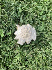 Leucoagaricus leucothites