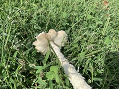 Leucoagaricus leucothites