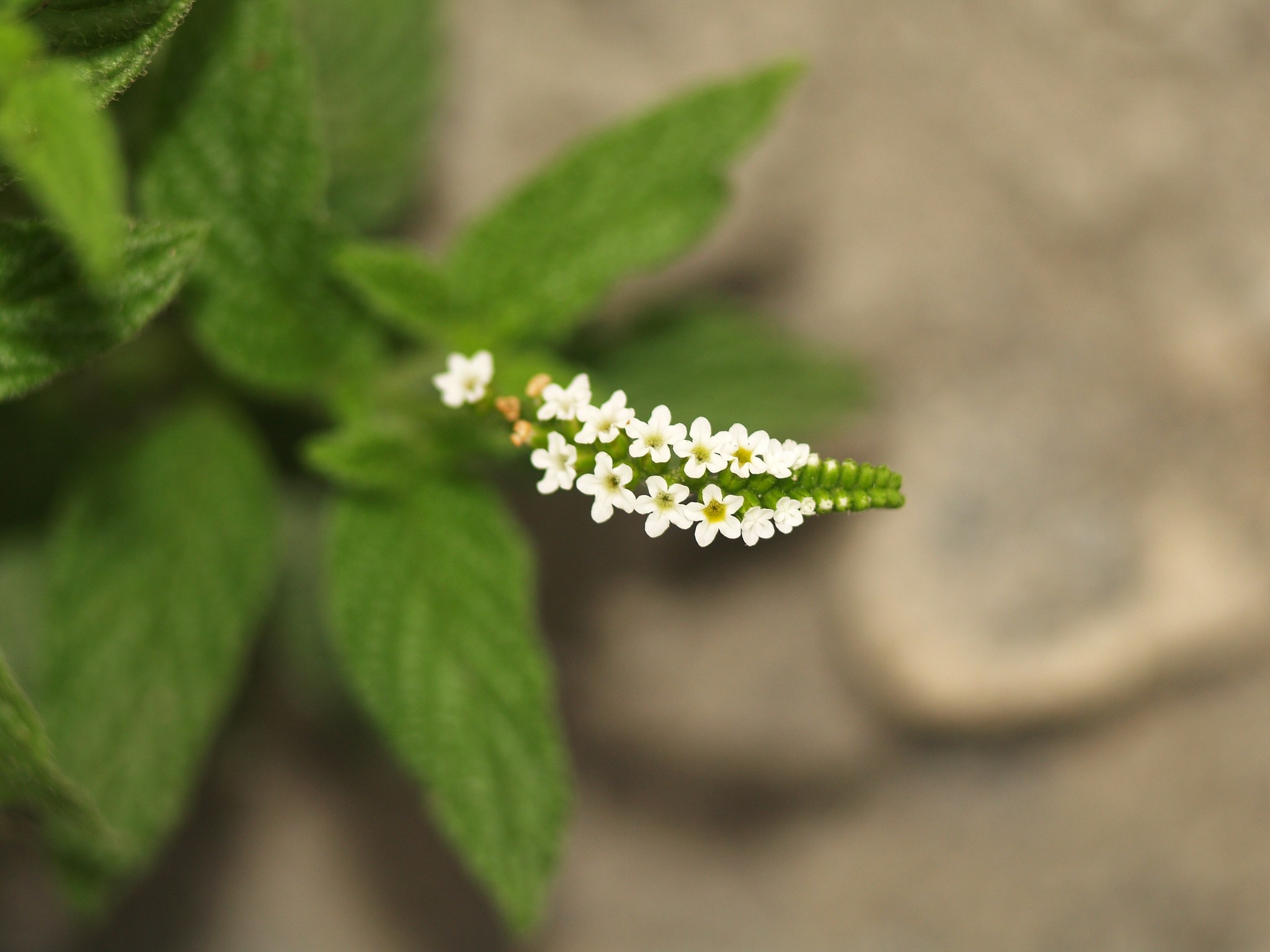 Heliotropium angiospermum