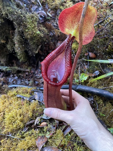 Nepenthes X trusmadiensis