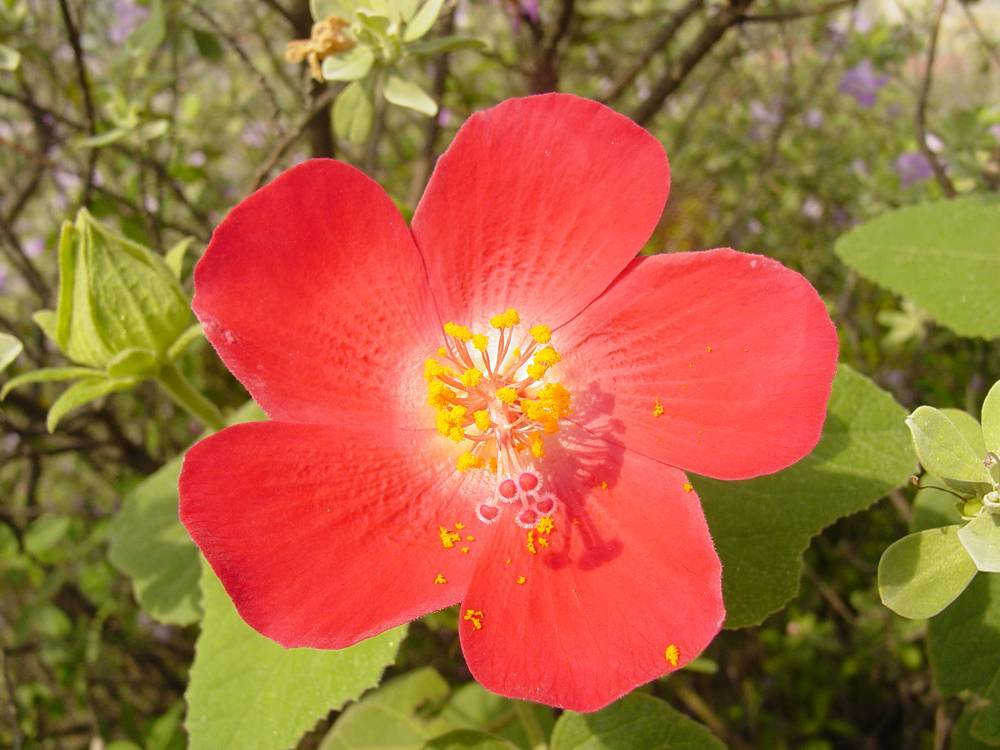 Hibiscus martianus