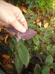 Tradescantia cerinthoides