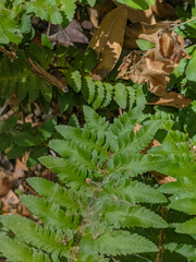 Polystichum californicum