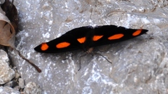 Catonephele numilia esite