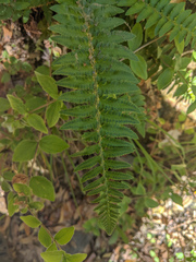 Polystichum californicum