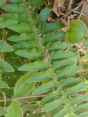 Polystichum californicum