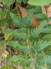 Polystichum californicum