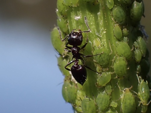 iNaturalist observation photo of Acrobat Ants and Cocktail Ants