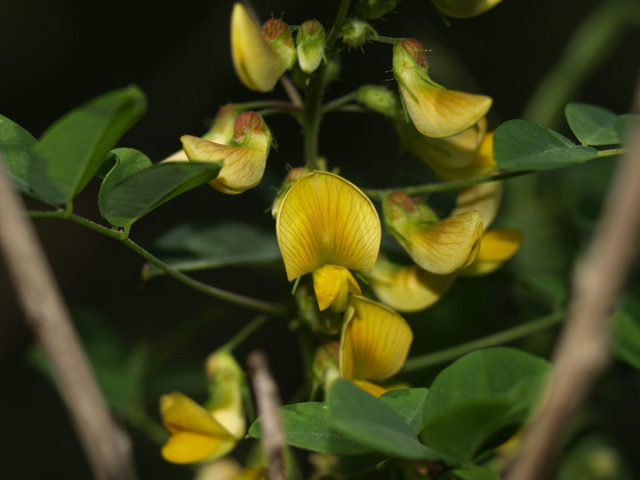 Nissolia platycalyx