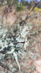 Berberis haematocarpa