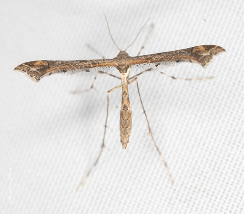 Sage Plume Moth photo 5