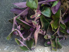 Tradescantia cerinthoides