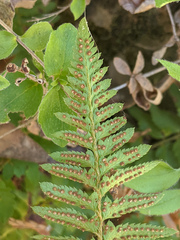 Polystichum californicum