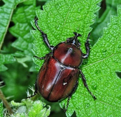 Xylotrupes mniszechi