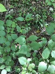 Viburnum carolinianum