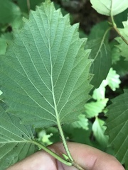 Viburnum carolinianum