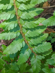 Polystichum californicum