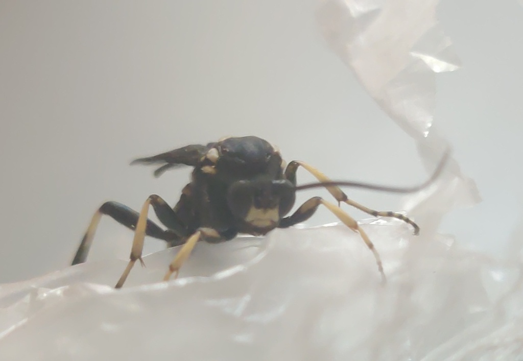 Protopelmus atrocaeruleus