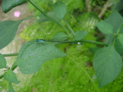 Image of Anisagrion allopterum