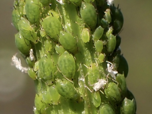 iNaturalist observation photo of Spiraea Aphid