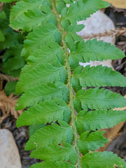 Polystichum californicum