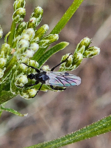 Unknown species found near Pocatello, ID, USA