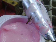 Glyphidops flavifrons