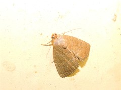 Amyna