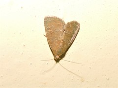 Amyna