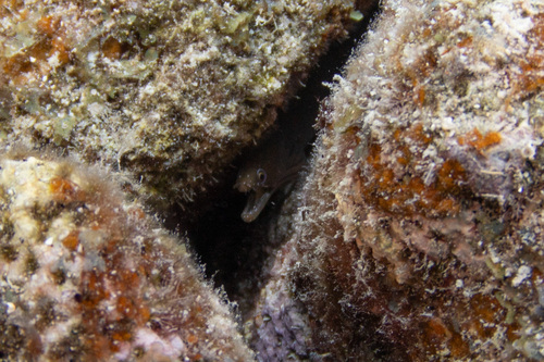 Caribbean chestnut moray (Enchelycore carychroa) — Muraenidae